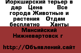 Йоркширский терьер в дар › Цена ­ 1 - Все города Животные и растения » Отдам бесплатно   . Ханты-Мансийский,Нижневартовск г.